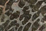 Polished Linella Avis Stromatolite Slab - Million Years #129155-1